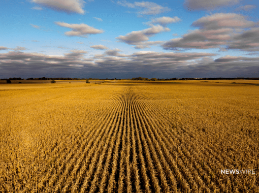 Picture of a corn field in Nebraska. Image is being used for a blog post about top media outlets in Nebraska.
