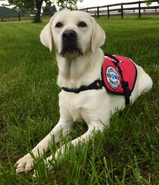 Service Dogs by Warren Retrievers Delivers Diabetic Alert ...