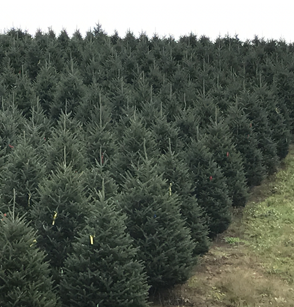 Nationwide Christmas Tree Shortage