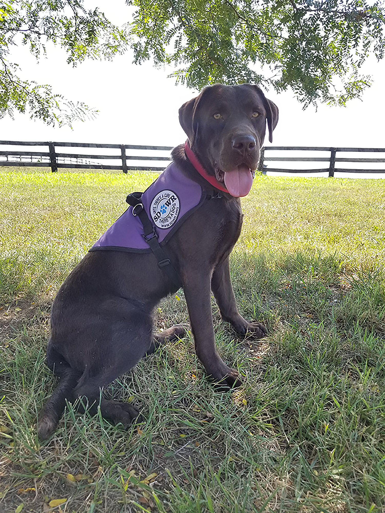 Diabetic Alert Dog Yukon Will Help Young Girl With ...