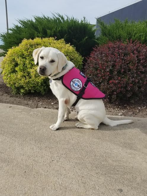 Service Dogs by Warren Retrievers Delivers Diabetic Alert