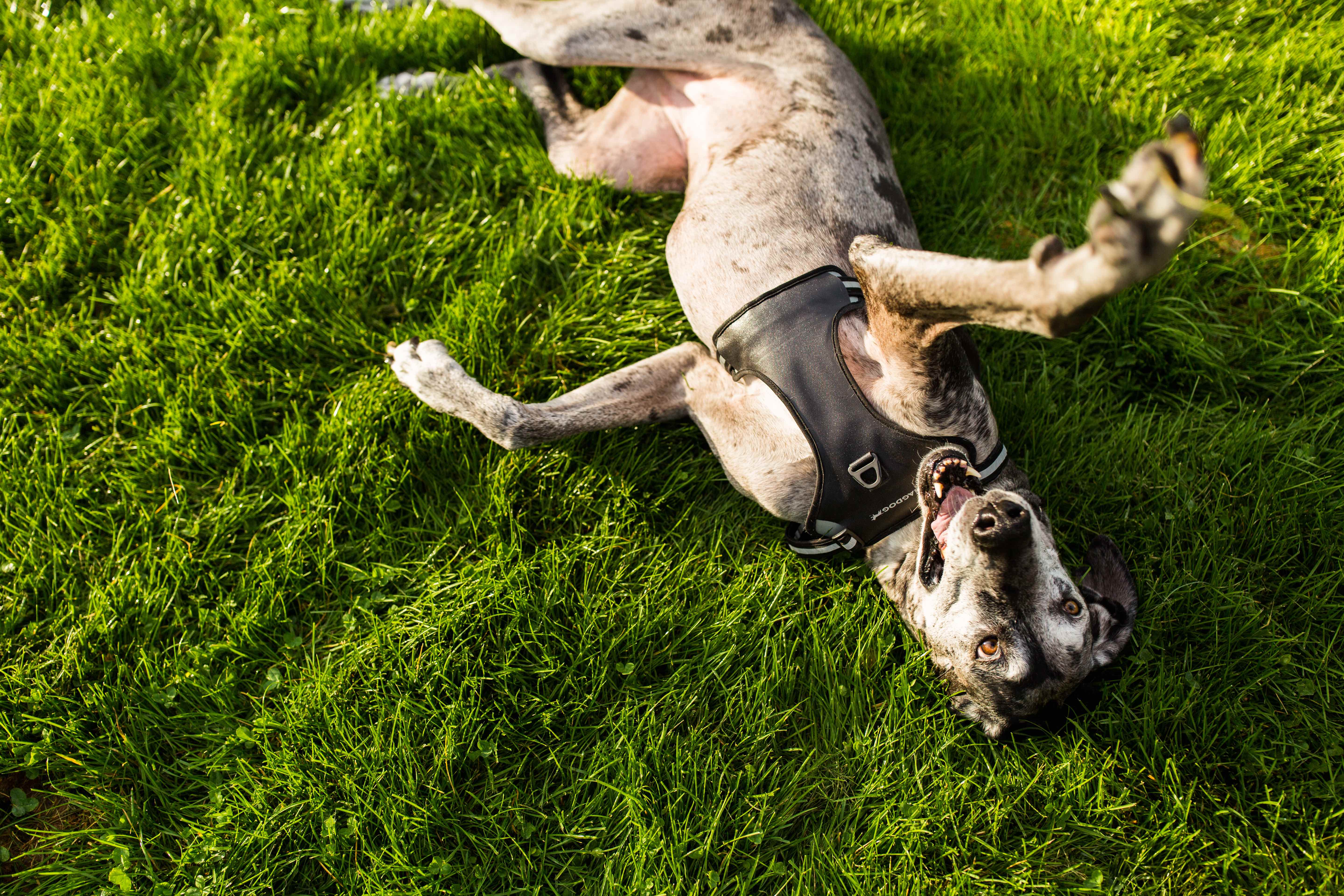 MAGDOG Launches the First Dog Collar, Harness and Leash + ID