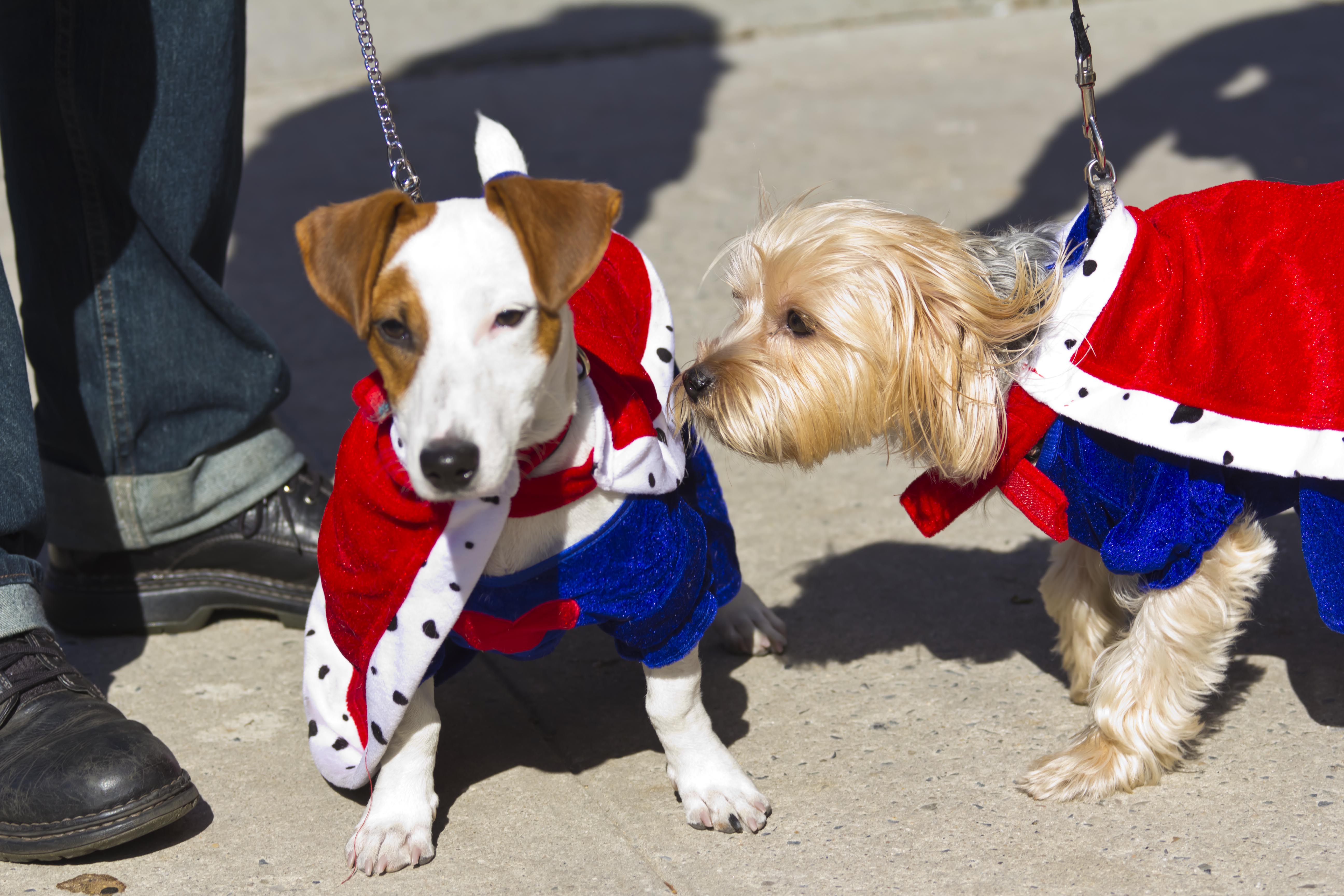 Sean Casey Animal Rescue Dogs Sean Casey Animal Rescue Dogs
