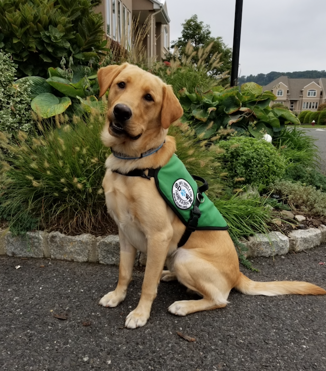 Diabetic Alert Service Dog Will Help Young Man Living With