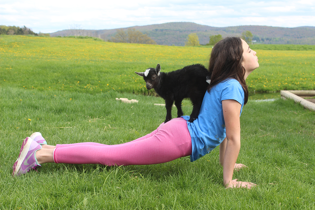 Goat Yoga Finally Comes to New York | Company Newsroom of ...