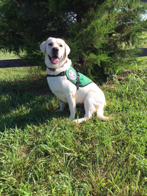 Service Dogs by Warren Retrievers Delivers Diabetic Alert