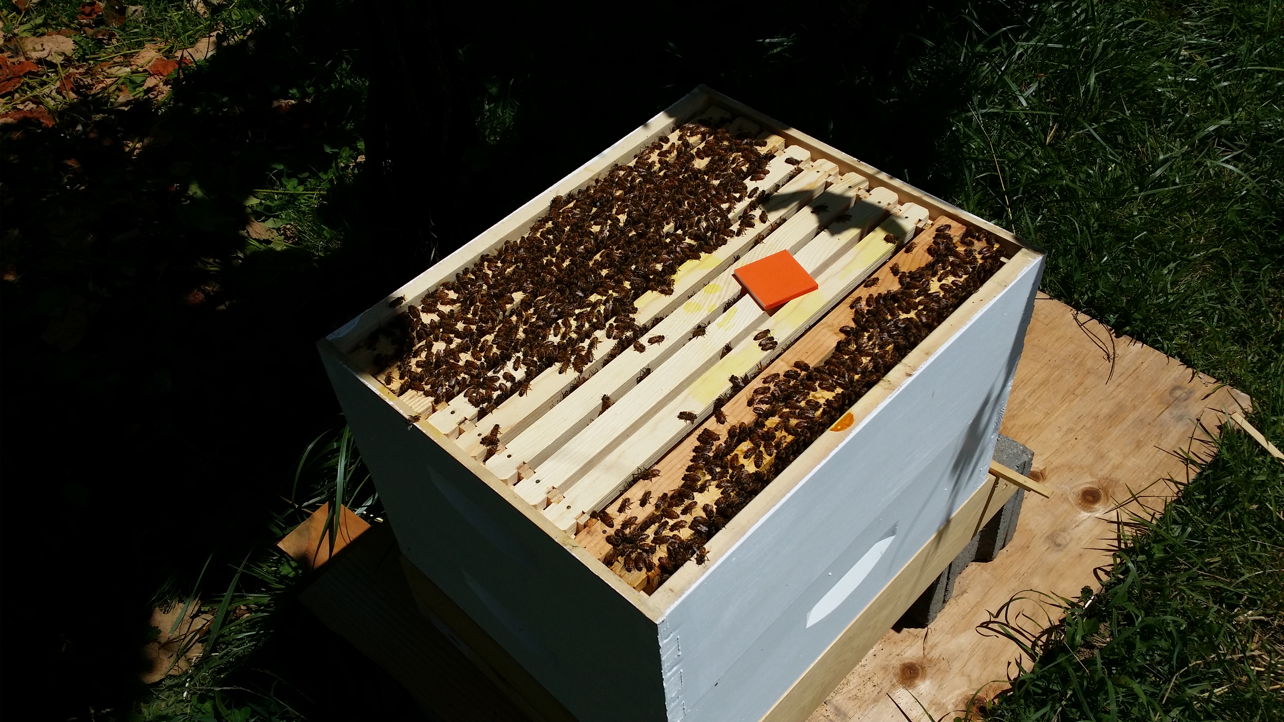 Bee Certain Announces Launch of Wireless Honeybee Hive Monitoring