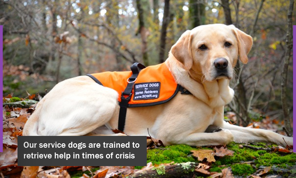 seizure service dogs service dogs by warren retrievers looking for new team members newswire seizure service dogs service dogs by warren retrievers looking for new team members newswire