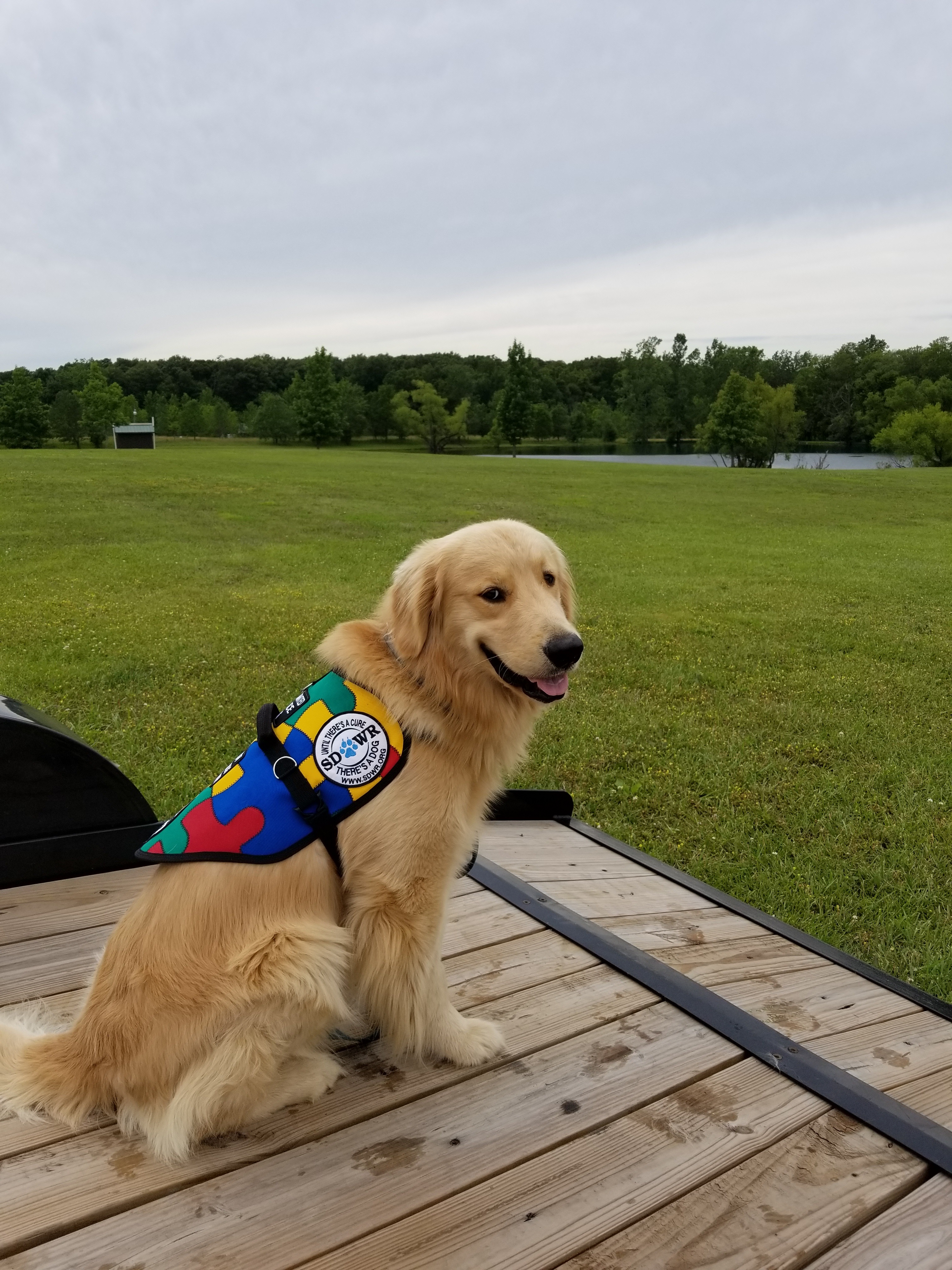 how to an autism service service dogs by warren retrievers delivers autism service to in marysville how to an autism service service dogs by warren retrievers delivers autism service to in marysville