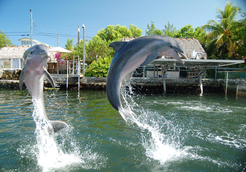Island Dolphin Care Announces The "I Do Care" Annual