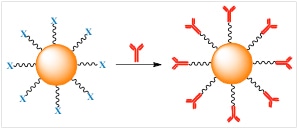 Schematic representation of CD31 antibody conjugation o 
