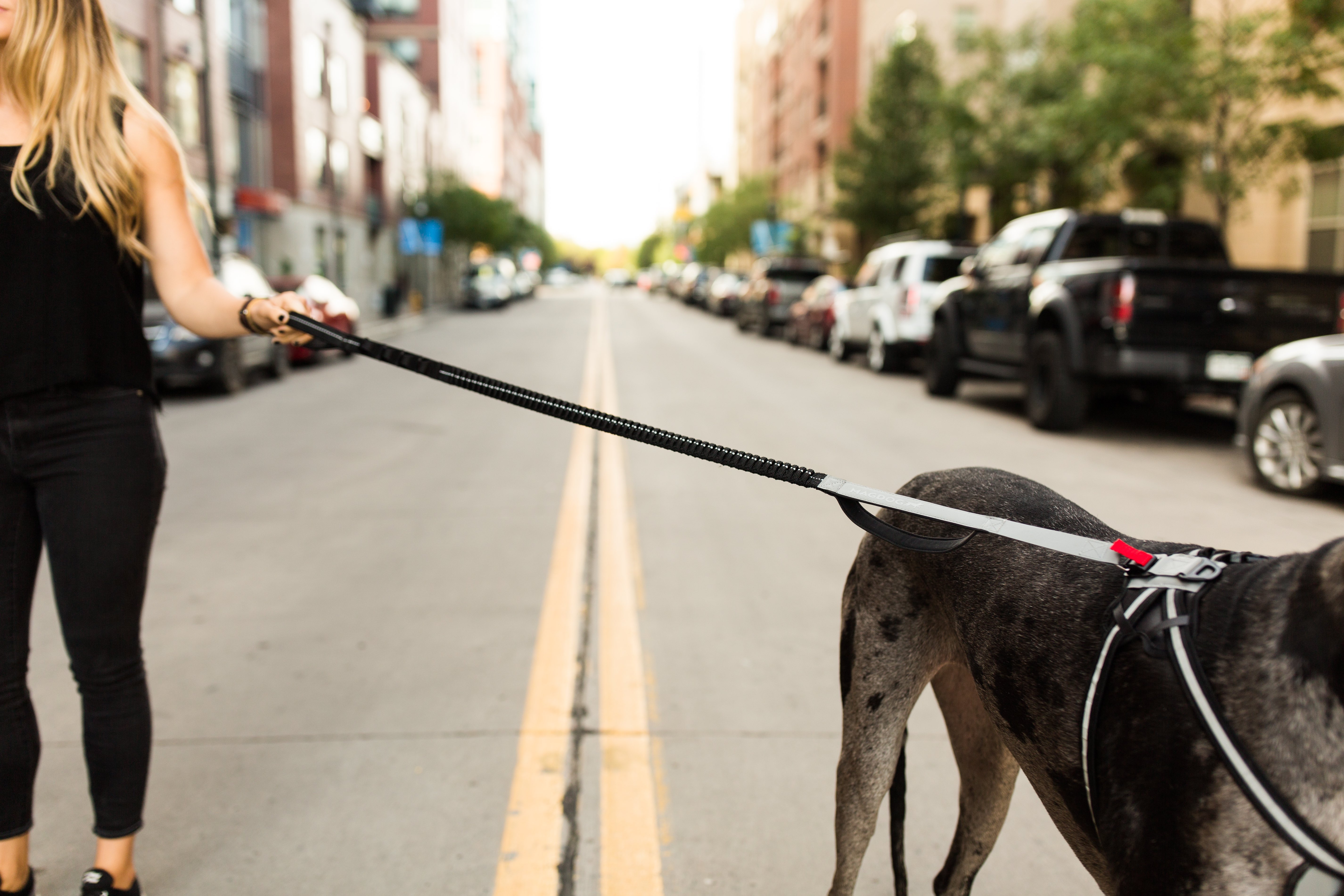 MAGDOG Launches the First Dog Collar, Harness and Leash + ID