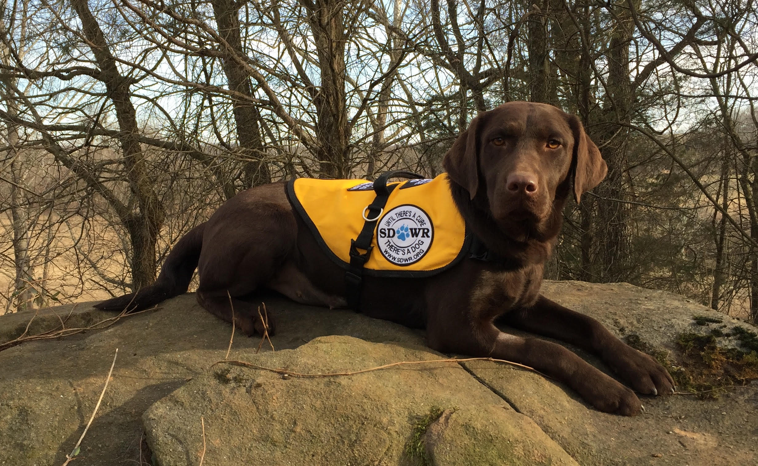service dogs california service dogs by warren retrievers delivers diabetic alert service to napa ca service dogs california service dogs by warren retrievers delivers diabetic alert service to napa ca