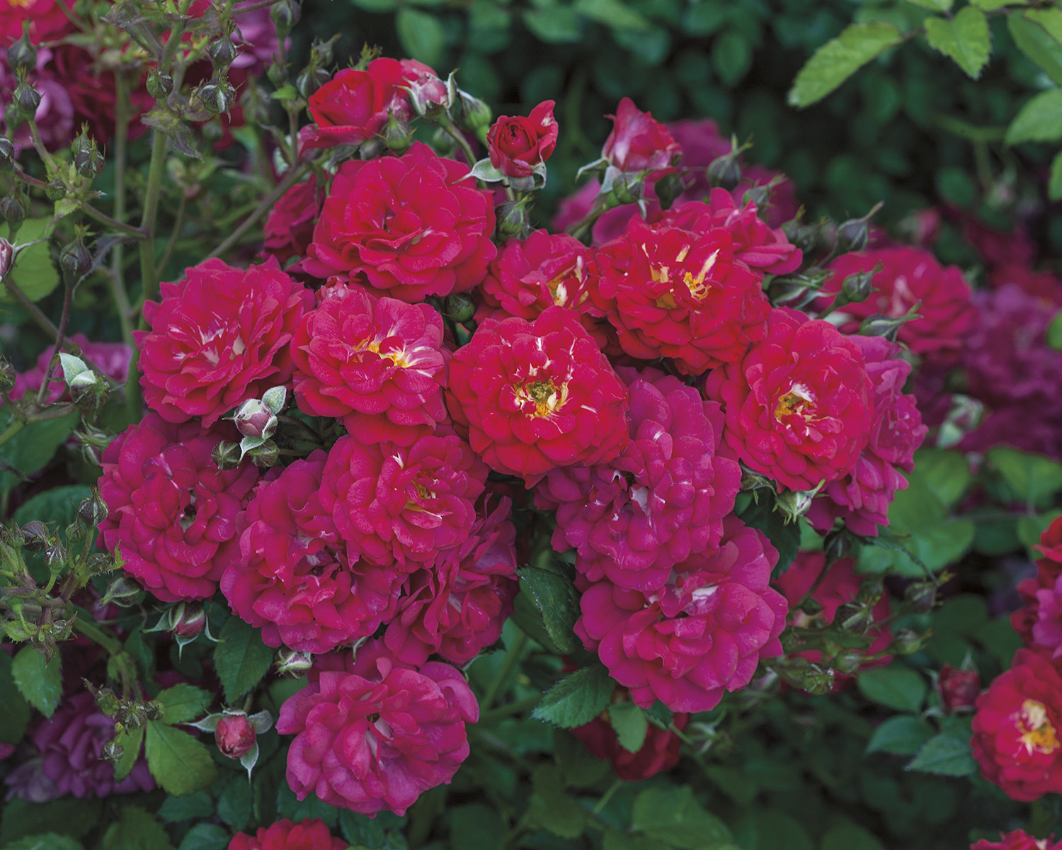 weeks roses introduces seven new rose varieties for spring weeks roses introduces seven new rose varieties for spring