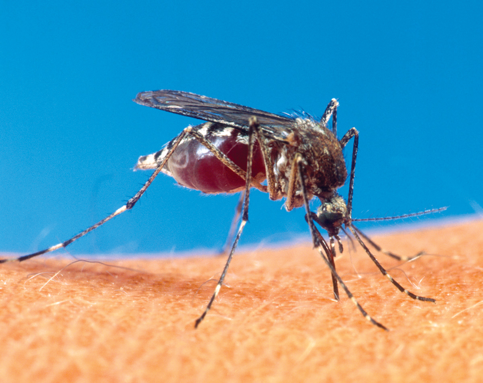 Health department reports confirmed case of West Nile Virus in Lexington Health department reports confirmed case of West Nile Virus in Lexington