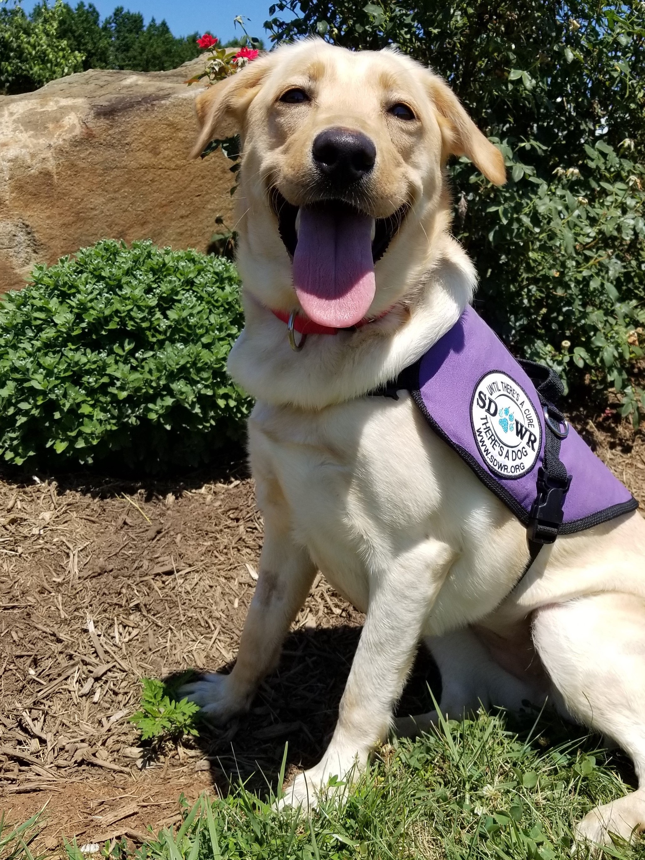 Service Dogs by SDWR Autism Diabetes Service Dogs by