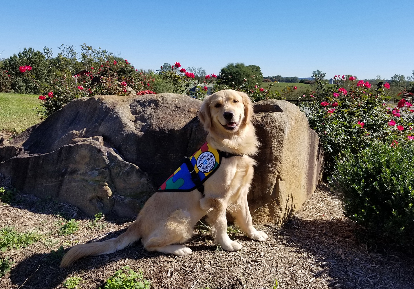 golden retriever autism highly trained autism service to help daughters age six in chester maryland golden retriever autism highly trained autism service to help daughters age six in chester maryland