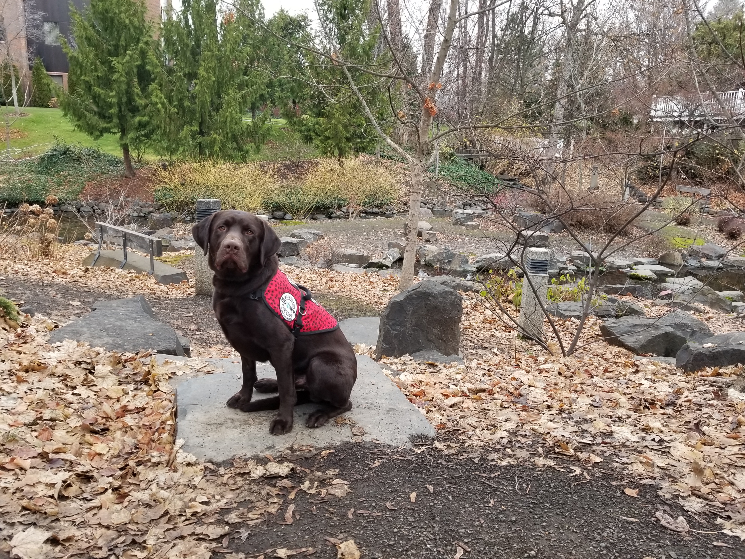 KAKE 12 year old girl in north bend oregon recieves seizure response dog from service dogs by warren retrievers