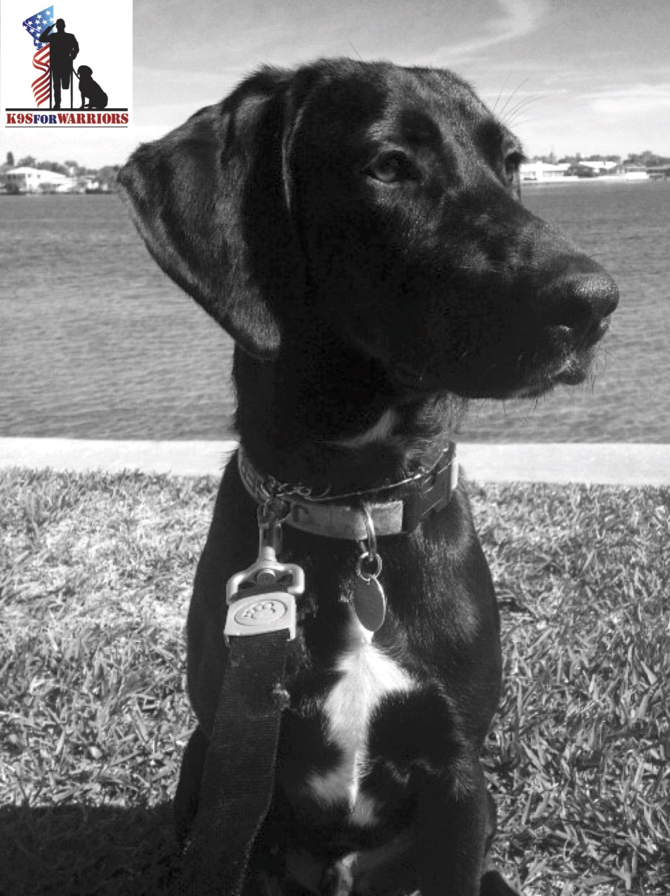 Wounded Warrior Service Dog Act Of Wounded Warrior Service Dog Act Of